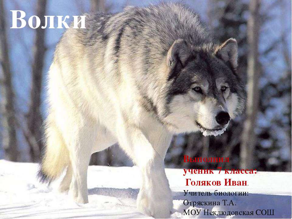 Волки