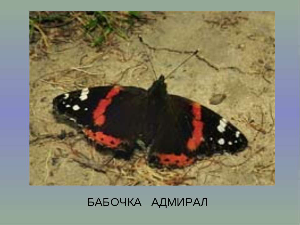 Энтомология и русский язык