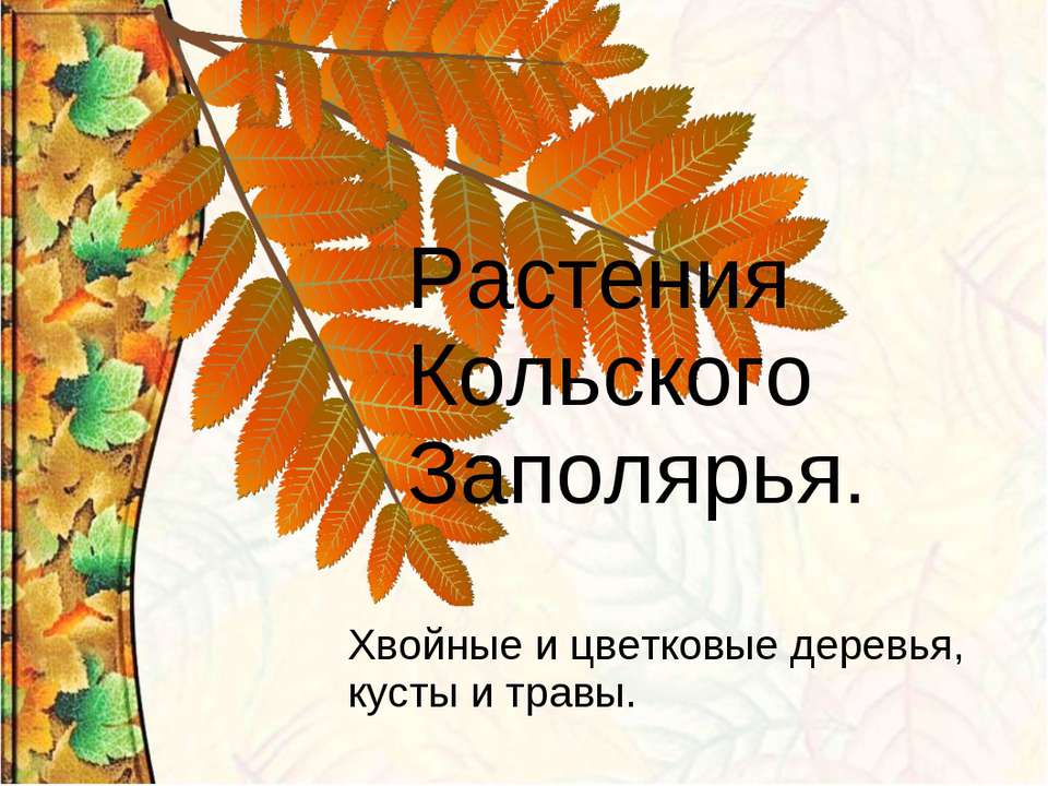 Растения Кольского Заполярья