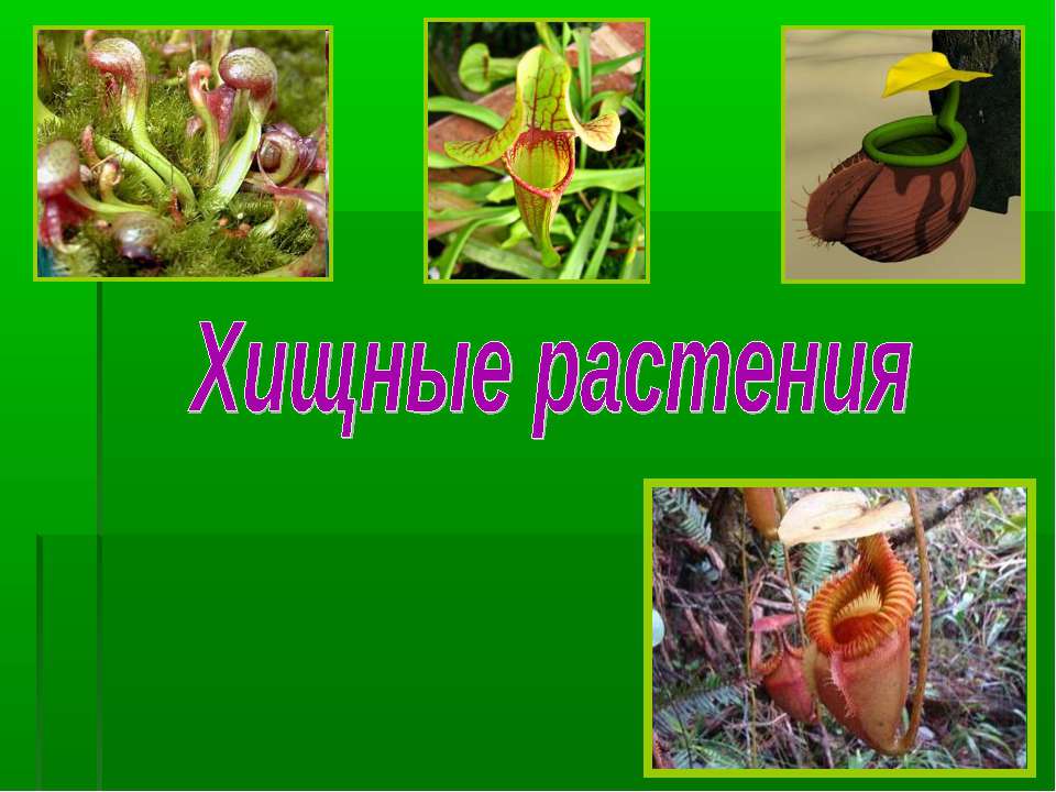 Хищные растения