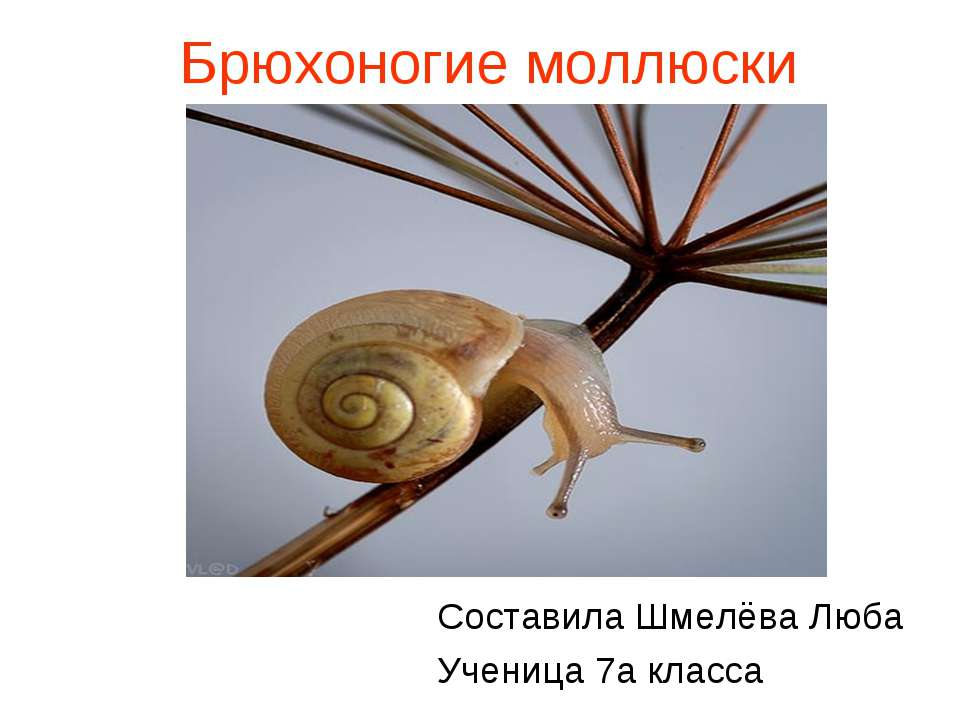Моллюски2