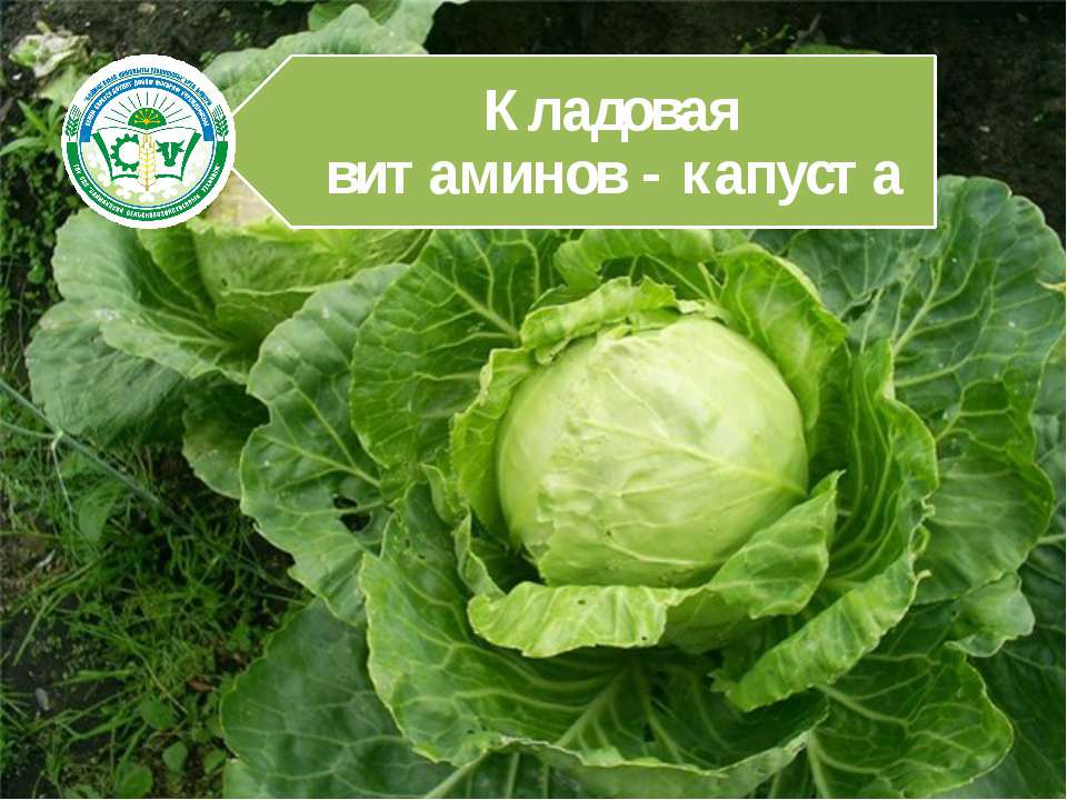 Кладовая витаминов - капуста