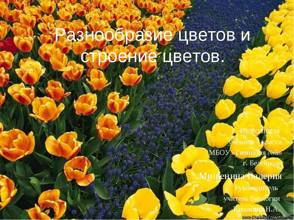 Разнообразие цветов и строение цветов