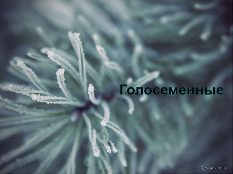 Голосеменные как ряд и подвид