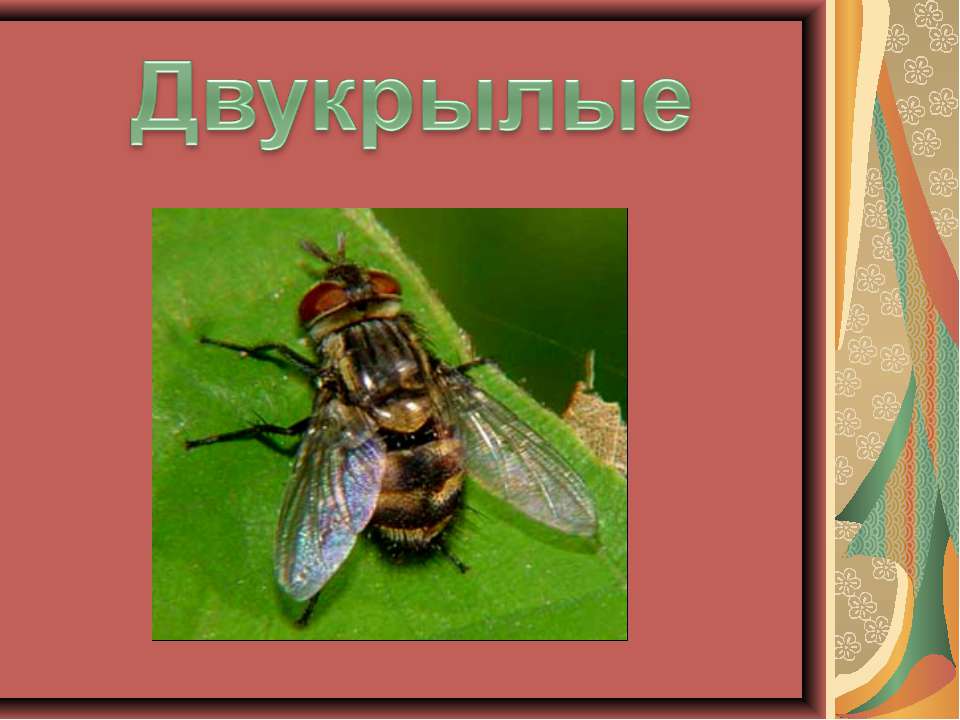 Двукрылые