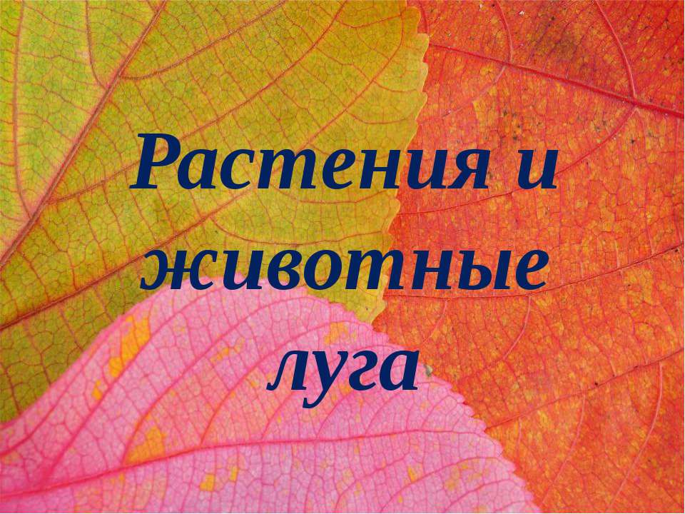 Растения и животные луга