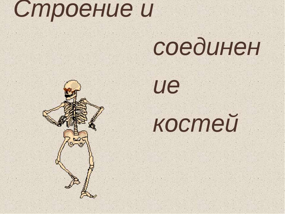 Строение и соединение костей