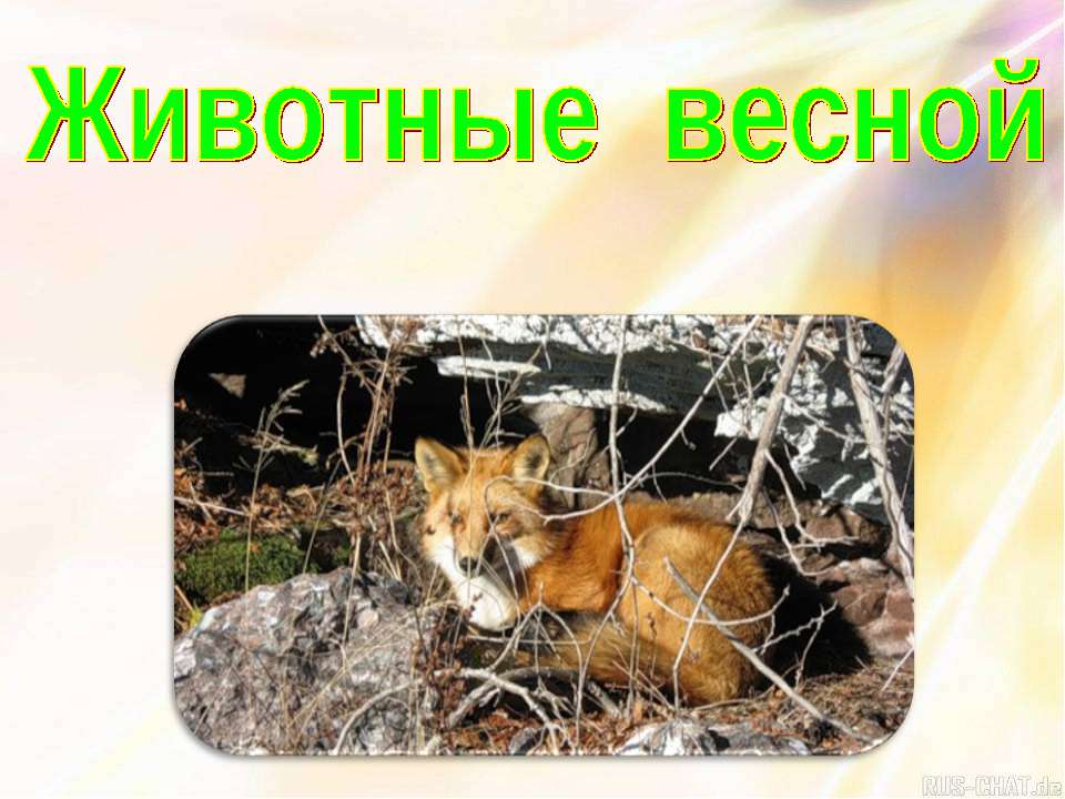 Животные весной