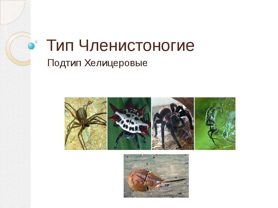 Тип Членистоногие. Подтип Хелицеровые