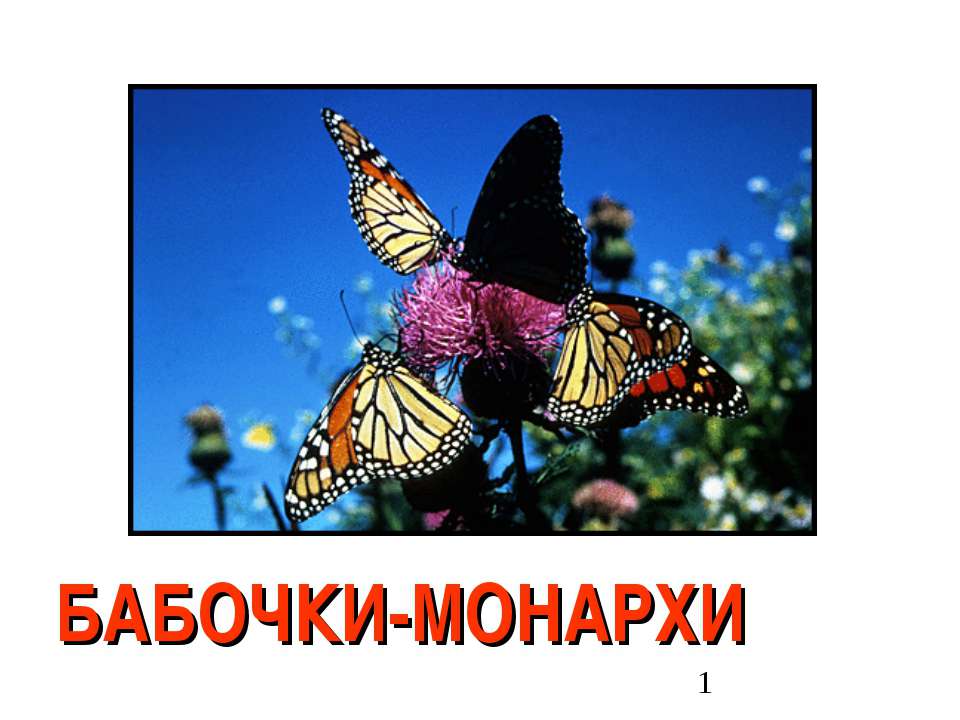 Бабочки-Монархи