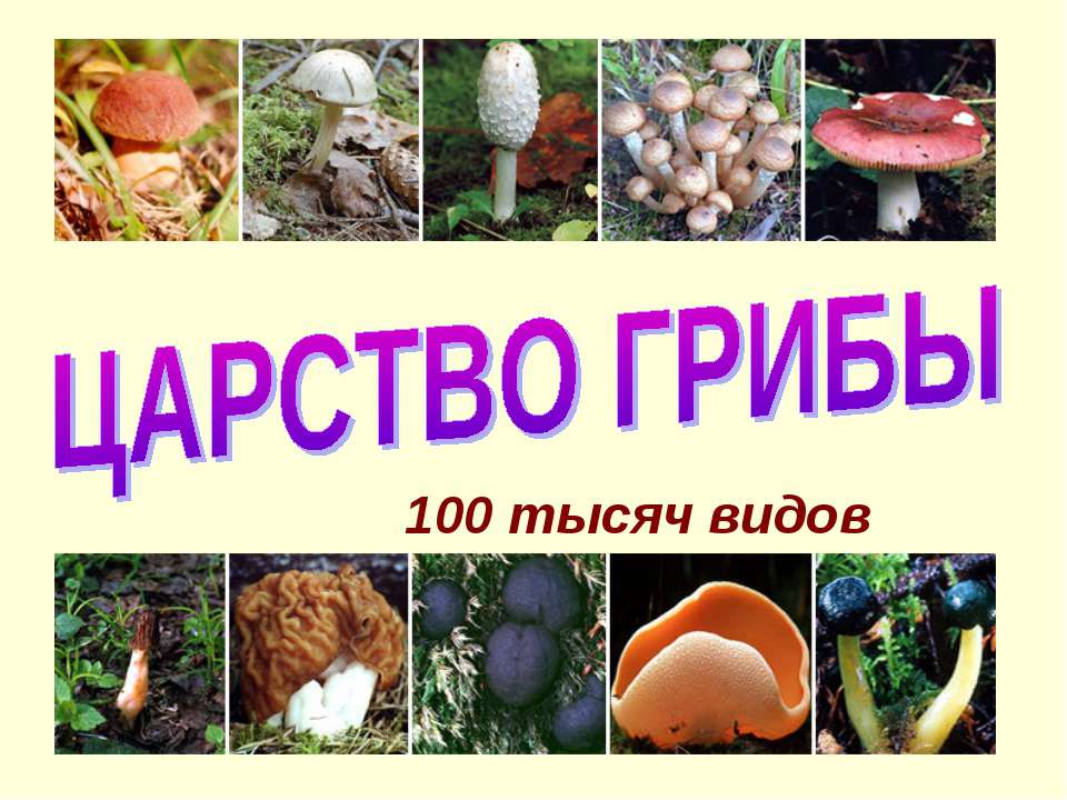 ЦАРСТВО ГРИБЫ
