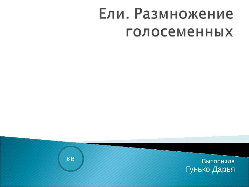 Ели. Размножение голосеменных