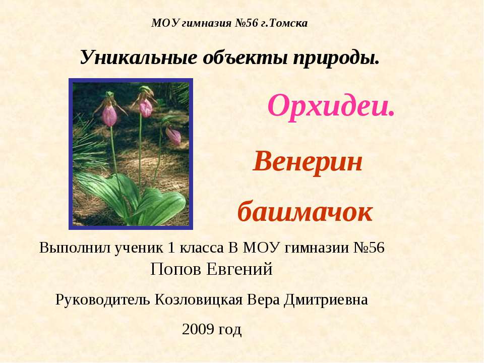 Орхидеи. Венерин башмачок