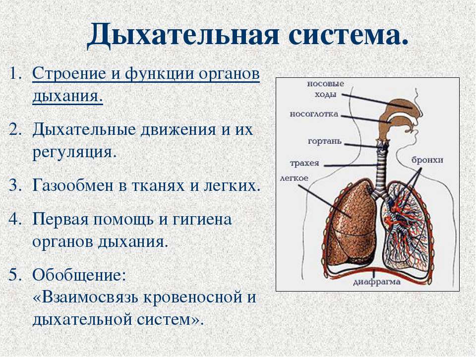 Дыхательная система