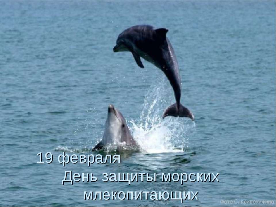 19 февраля День защиты морских млекопитающих