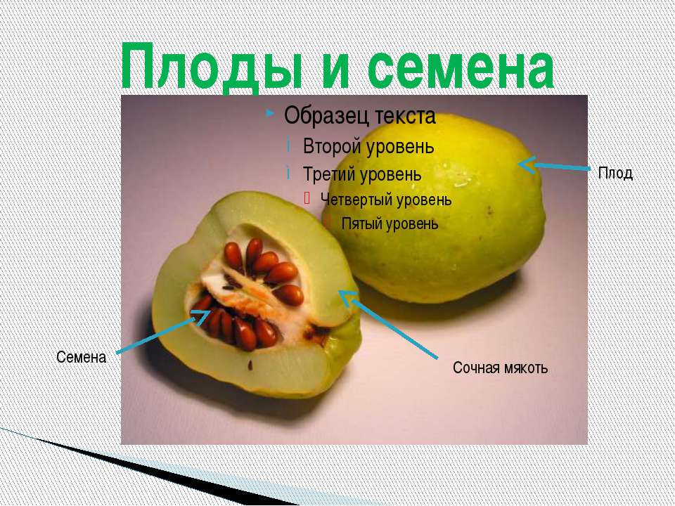 ПЛОДЫ И СЕМЕНА