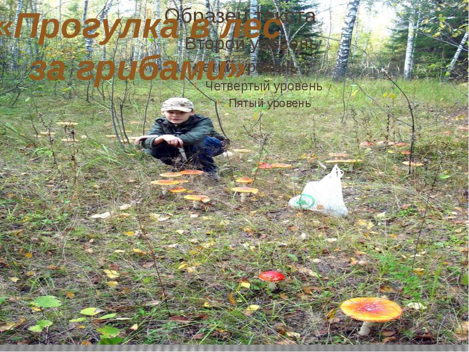 В лес за грибами