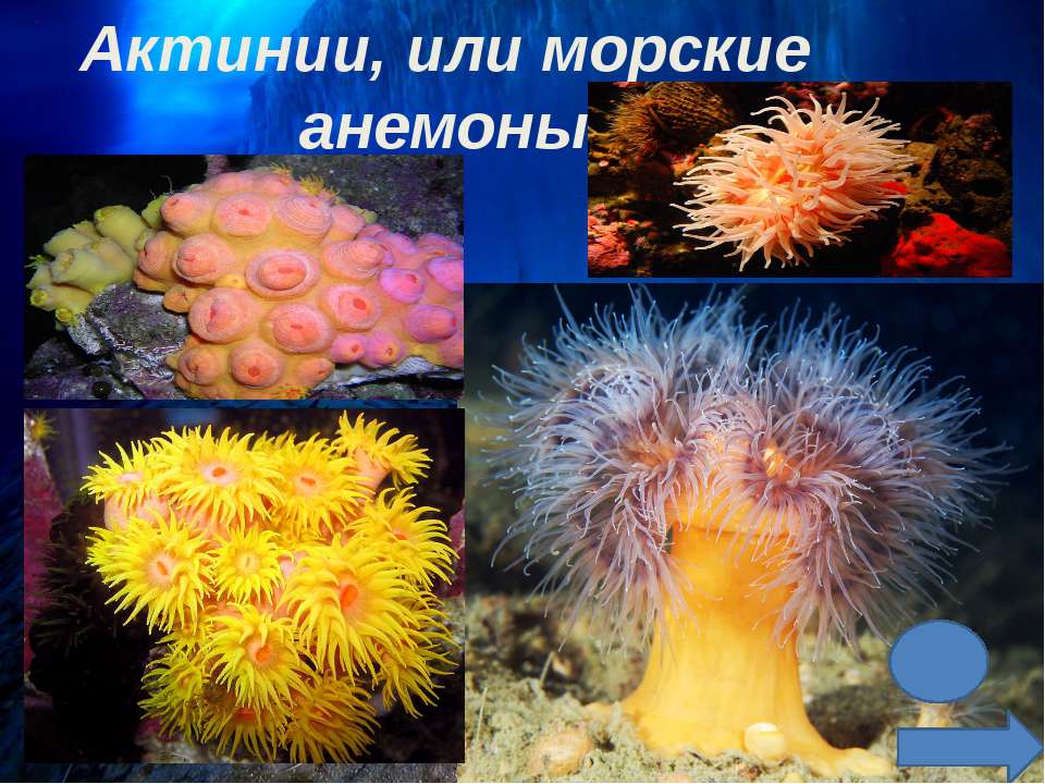 Актинии или морские анемоны